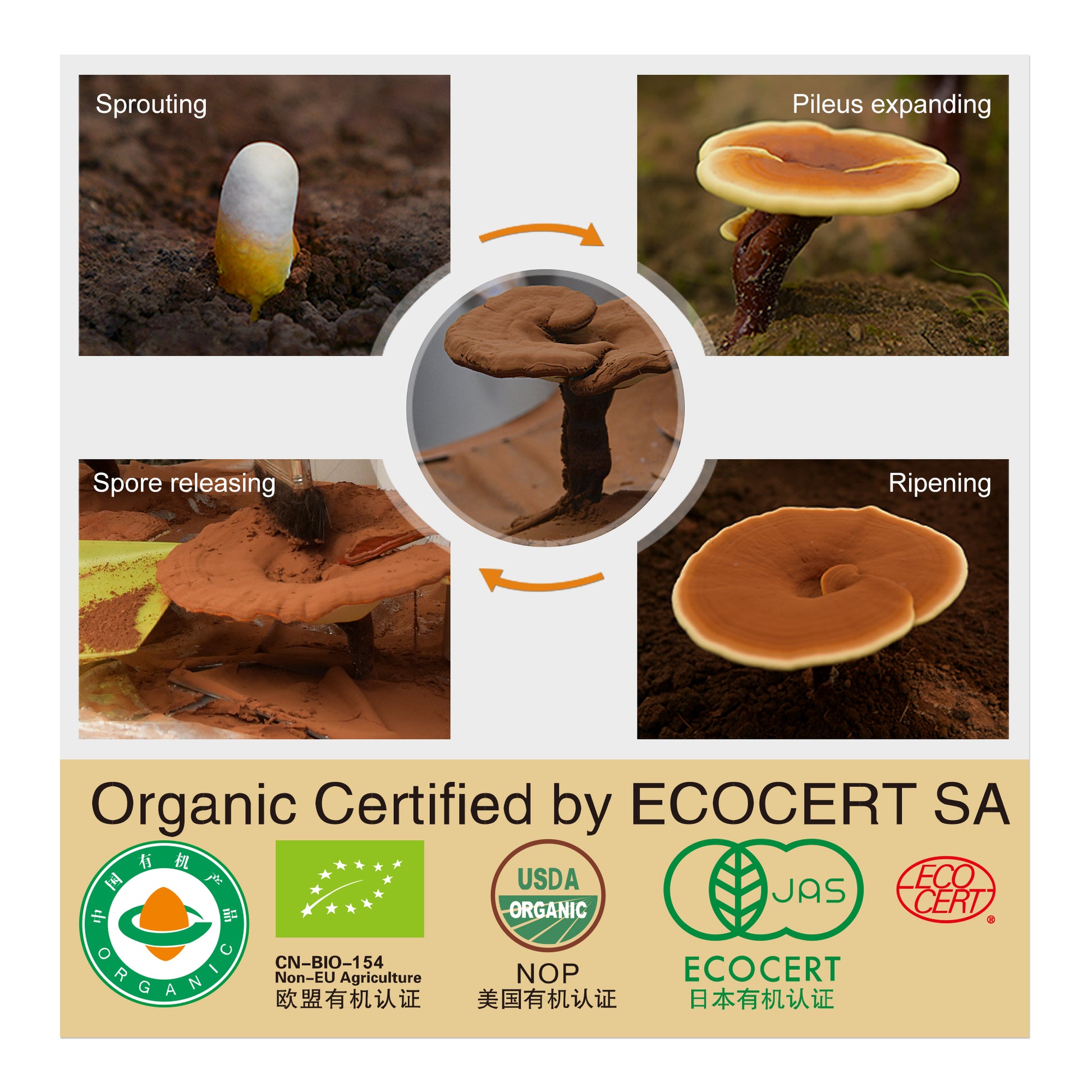 Immunity Boosters OEM Organic Ganoderma Tea Health Herbal Tea